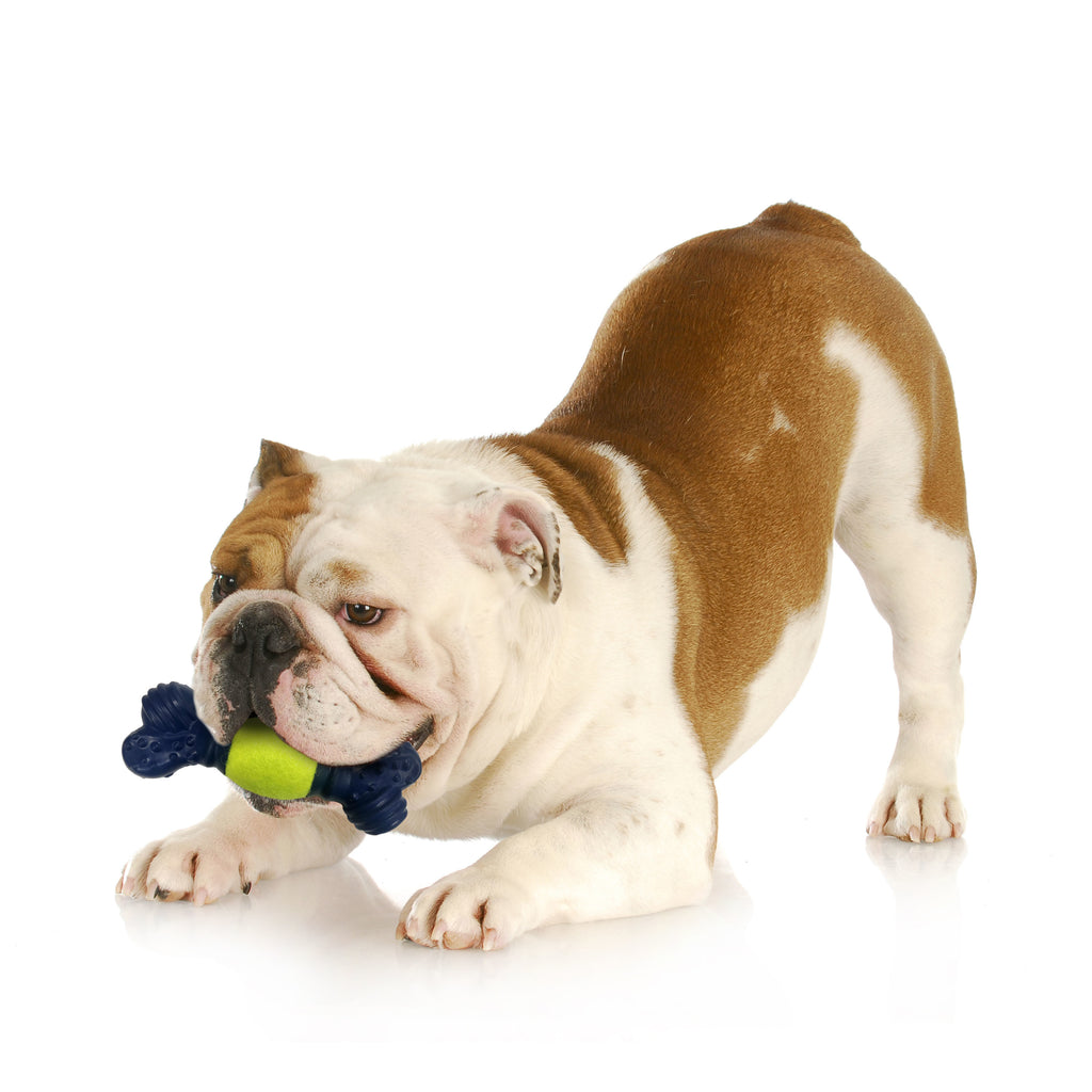Tennis Play 'n Fetch Interactive Dog Toy K8707
