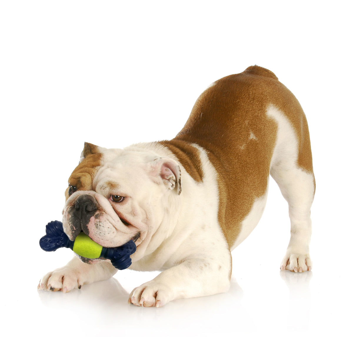 Tennis Play 'n Fetch Interactive Dog Toy K8707