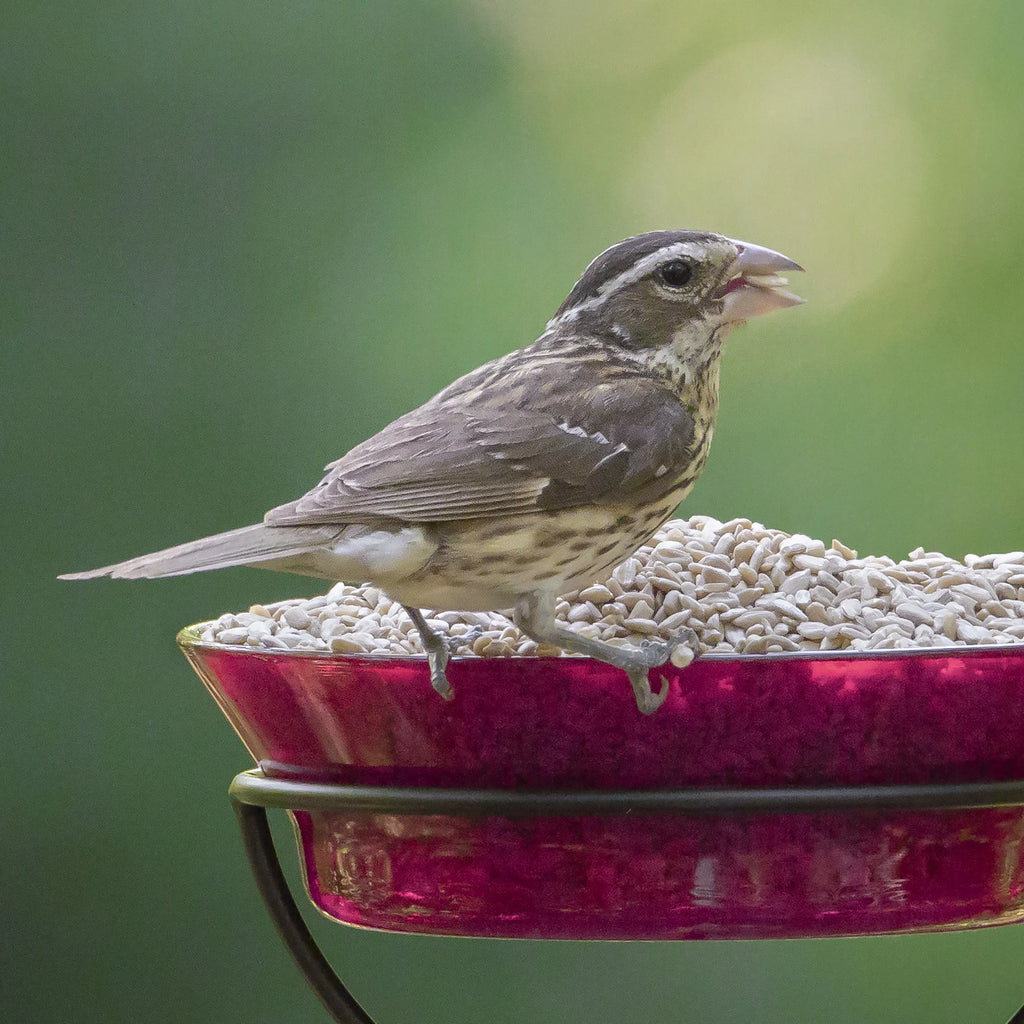 Sunflower Hearts Wild Bird Food, 15 lbs. D91395
